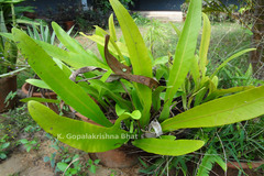 Microsorum punctatum